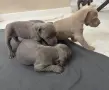 Питбул Блу нос/ Pitbull Blue nose, снимка 10