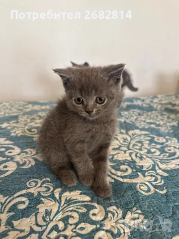Британски котенца, снимка 8 - Британска късокосместа - 56593849
