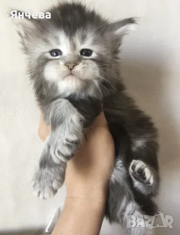 Мейн куун котета