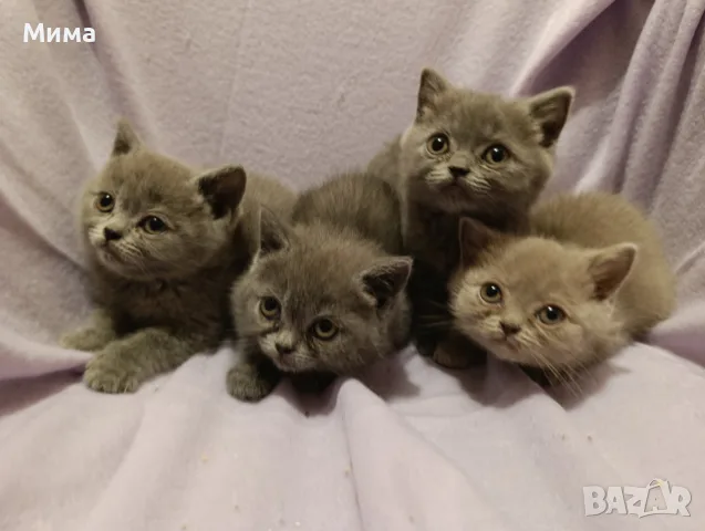 Британски котета, снимка 4 - Британска късокосместа - 56636897