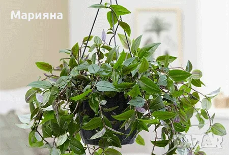 Традесканция – стайно саксийно растение