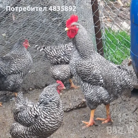 Амрок разплодни яйца