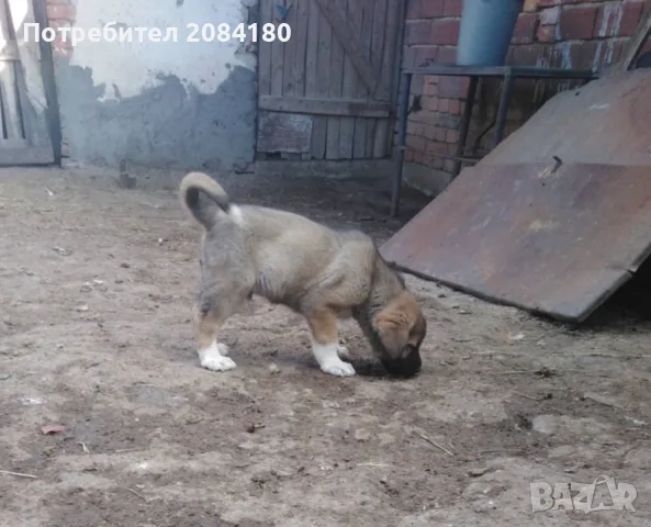 Продавам малко кученце, снимка 3 - Кангал - 56554307