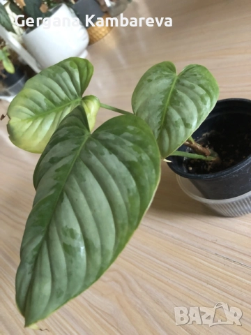 Philodendron Sodiroi , снимка 2 - Стайни растения - 56658924