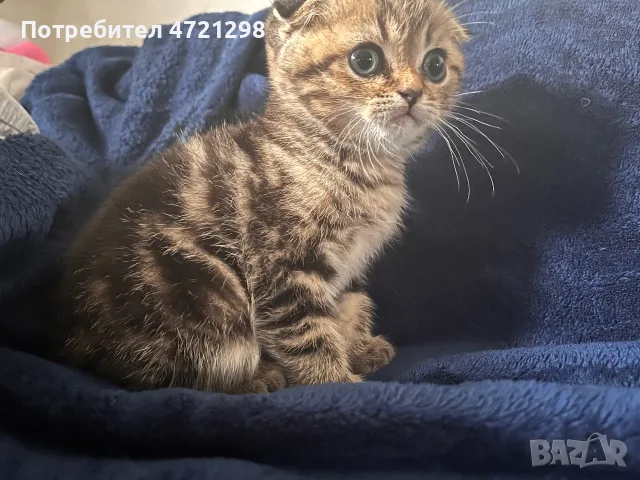 Британски котета, снимка 6 - Британска късокосместа - 56644684