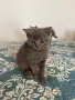 Британски котенца, снимка 8