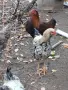 Домашни петли Домашни петли, снимка 14