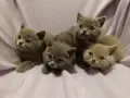 Британски котета, снимка 4