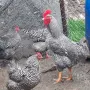 Амрок разплодни яйца, снимка 1