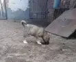 Продавам малко кученце, снимка 3