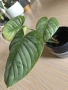 Philodendron Sodiroi , снимка 2