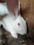 Зайци ,,Бял Великан", снимка 5