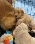 Голдън игриво бебе, снимка 4