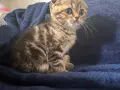 Британски котета, снимка 6
