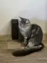 Мейн куун котенца , снимка 4