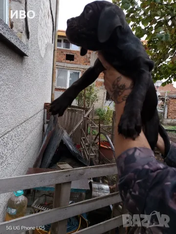 Малки Кане Корсо , снимка 2 - Кане корсо - 56554619