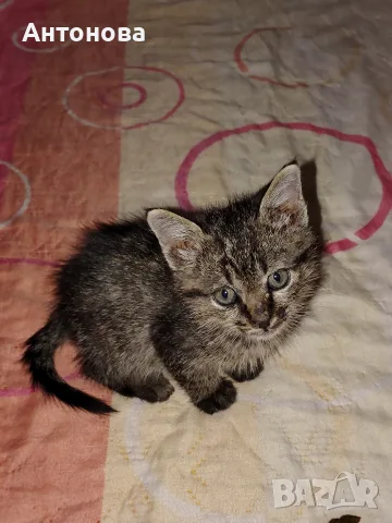 малко коте търси дом!, снимка 4 - Други - 56656703