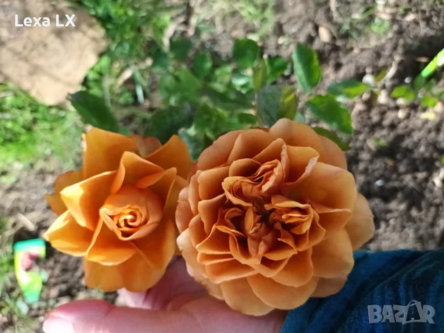 Сортови рози резници