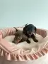 Дакелчета две сестрички , снимка 2