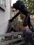 Малки Кане Корсо , снимка 2