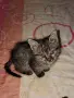 малко коте търси дом!, снимка 4