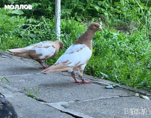 Мюлеманс.  пощи , снимка 2 - Гълъби - 56560367