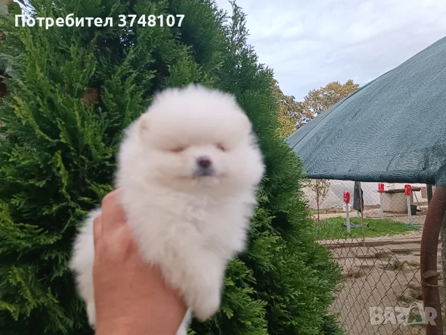 Померан/Померани , снимка 5 - Померан - 56741093