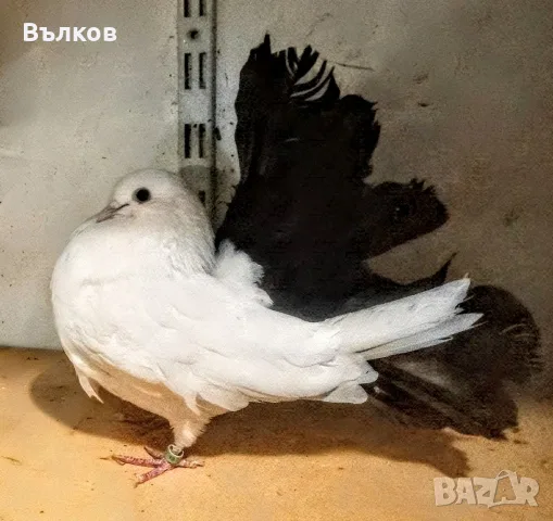 гълъби фенерлии, снимка 3 - Гълъби - 56552315