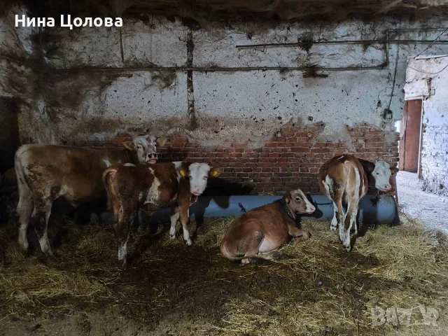 Телета 8 броя от 130 до 200 кг, снимка 6 - Крави - 56726231