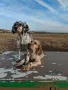 Английски сетер, снимка 6