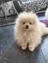 Момиче с три ваксини , снимка 5