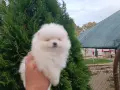 Померан/Померани , снимка 5