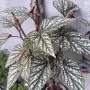 Комплект Бегония и Епифилиум, снимка 4