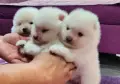 Померански шпиц чисто бели, снимка 5