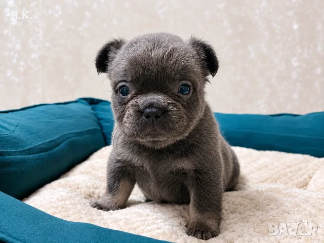* Френчита Fluffy *, снимка 3 - Френски булдог - 56742500