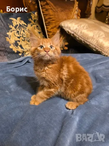 Мейн куун котета