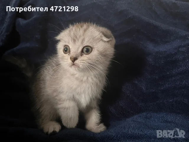 Британски котета, снимка 4 - Британска късокосместа - 56644684