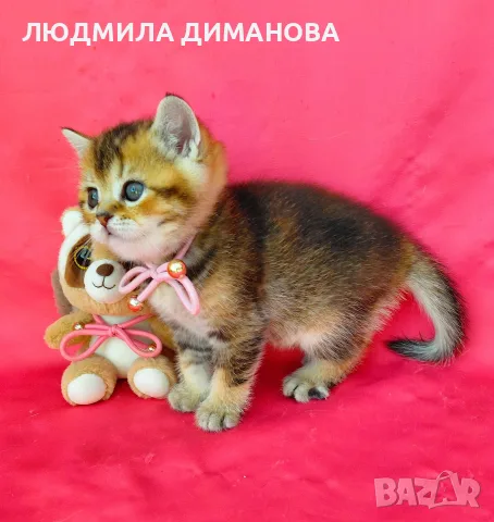 Златна чинчила момиче. , снимка 3 - Чинчили - 56632407
