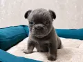 * Френчита Fluffy *, снимка 3