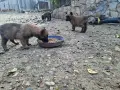 Белгийска овчарка, снимка 12
