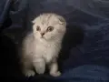 Британски котета, снимка 4