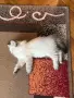 Невска маскарадна котка , снимка 4