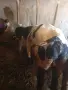Предлагаме телешко месо , снимка 5