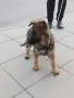 Две момичета немски овчарки!, снимка 3