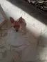 продавам женско чихуахуа, снимка 6
