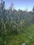 продавам бяла царевица , снимка 6