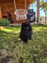 Померанчета момиченца и момченца!, снимка 4