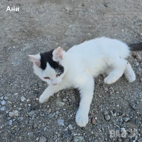 Коте на три месеца, снимка 2 - Други - 56636418