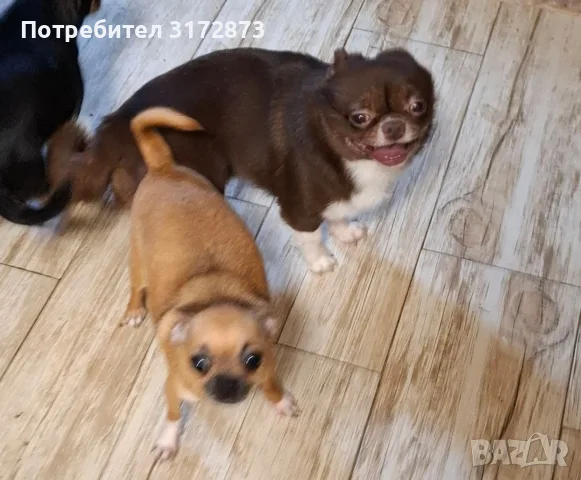 Чихуахуа мъжко на 6 месеца, снимка 3 - Чихуахуа - 56749280