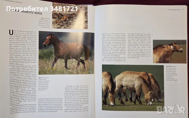 Encyclopedia of the Horse, снимка 4 - Други - 56715711
